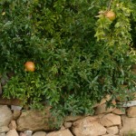 Casa Vacanze La Baghera - La Baghera - Esterno