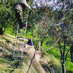 Casa Vacanze La Baghera - La Baghera - Raccolta Olive