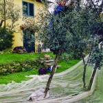 Casa Vacanze La Baghera - La Baghera - Raccolta Olive